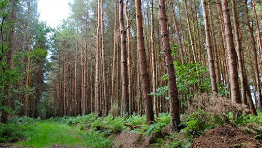 A lodge in a forest surrounded by trees